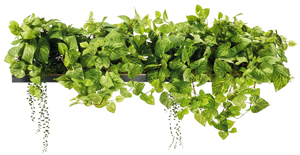 専用グリーン2種類のうちの1つ。